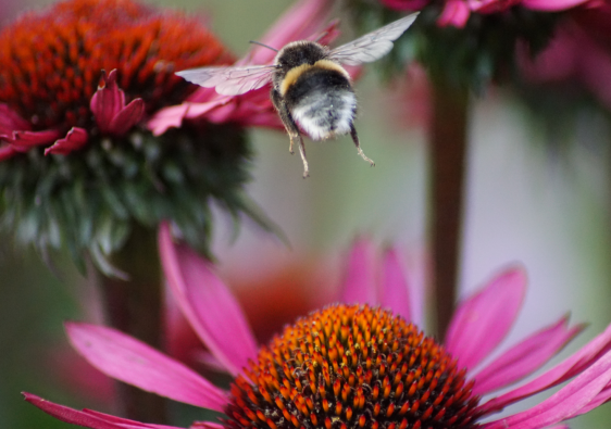 bumblebee butt