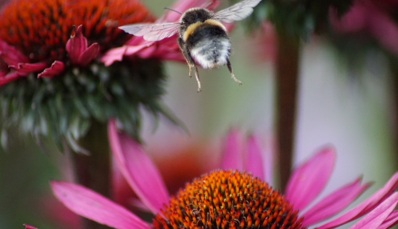 bumblebee butt