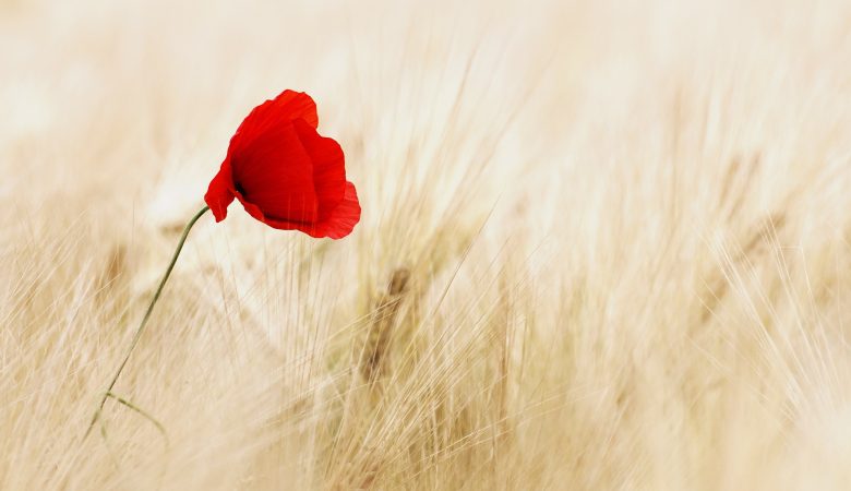 red poppy